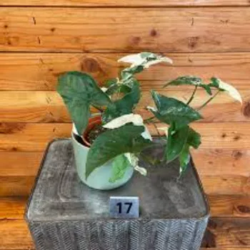 Natures Syngonium